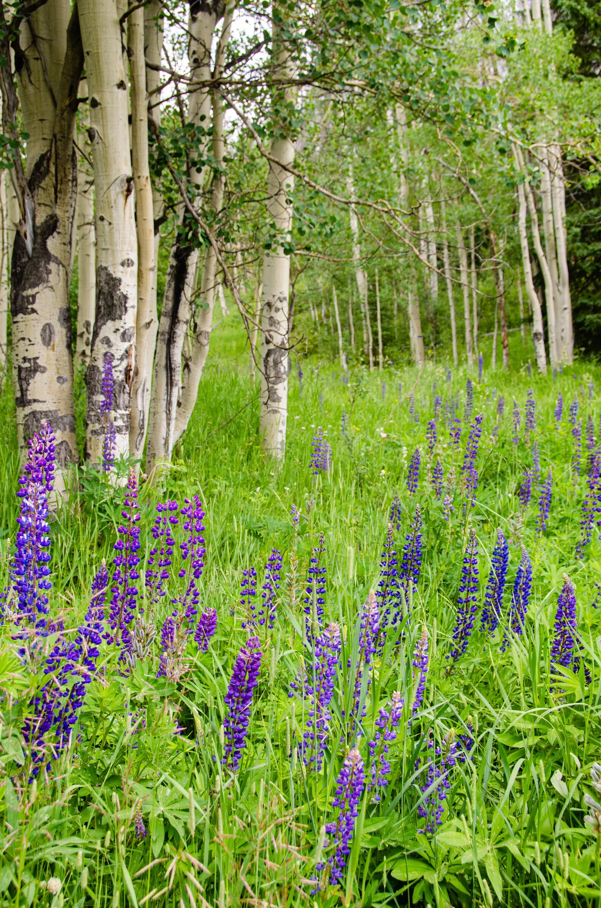Supply Creek: fine art woodlands photograph by J Grigg