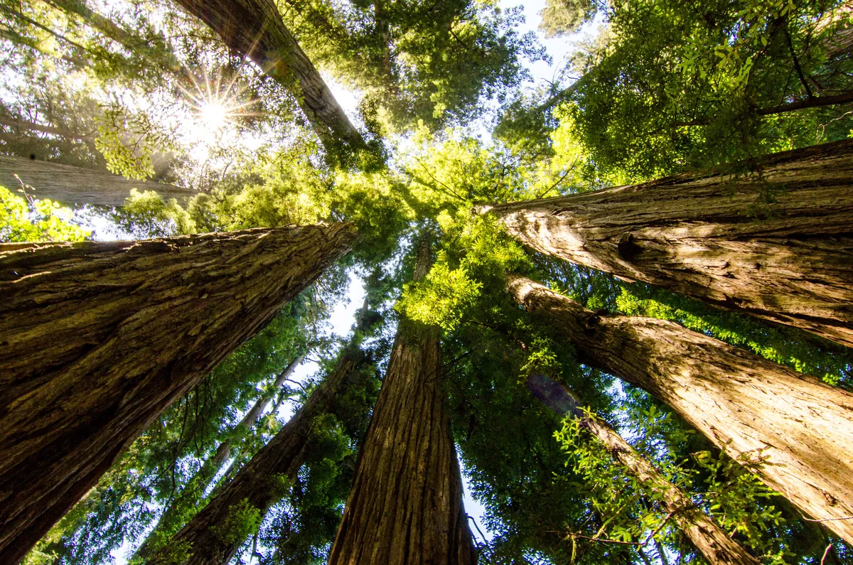 Tall Trees Grove: fine art woodlands photograph by J Grigg