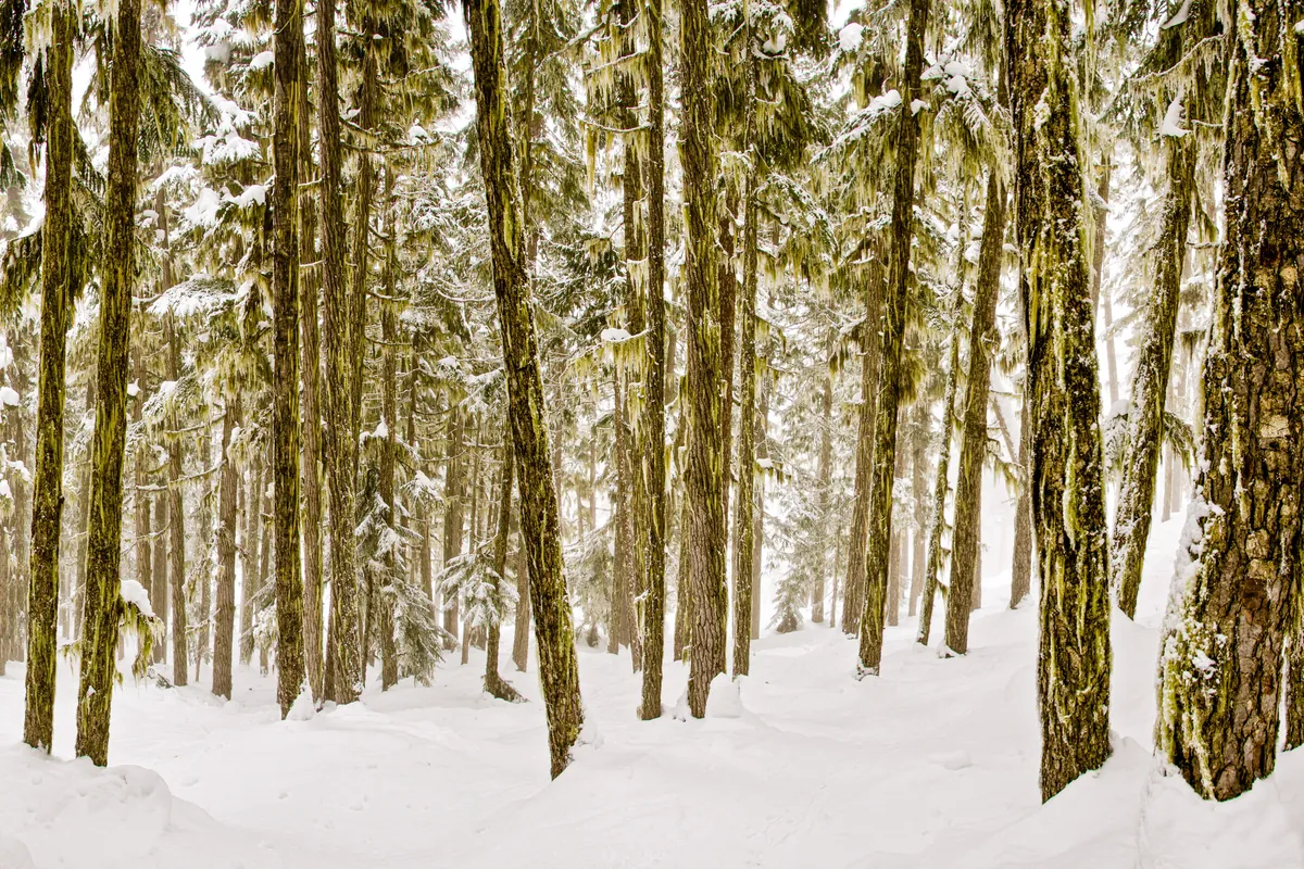 Whistler Blackcomb: fine art woodlands photograph by J Grigg