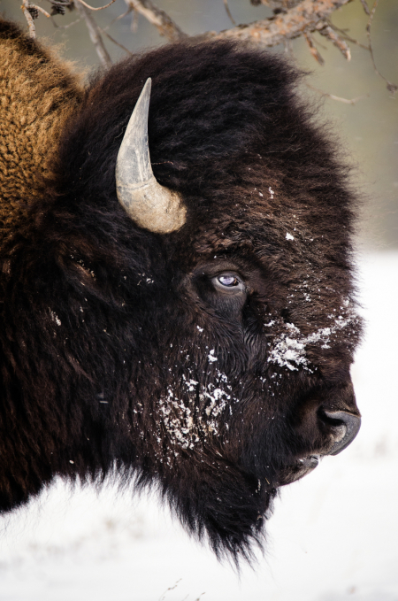 Bison-Portrait-Winter