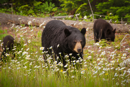 Black Bear Mother With Cubs